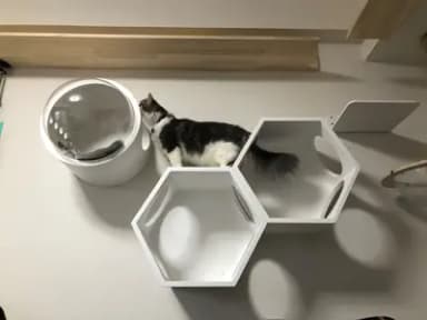 キャットウォーク